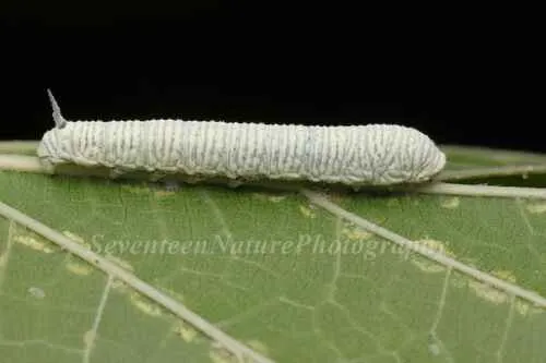 Rondotia menciana - photo 8