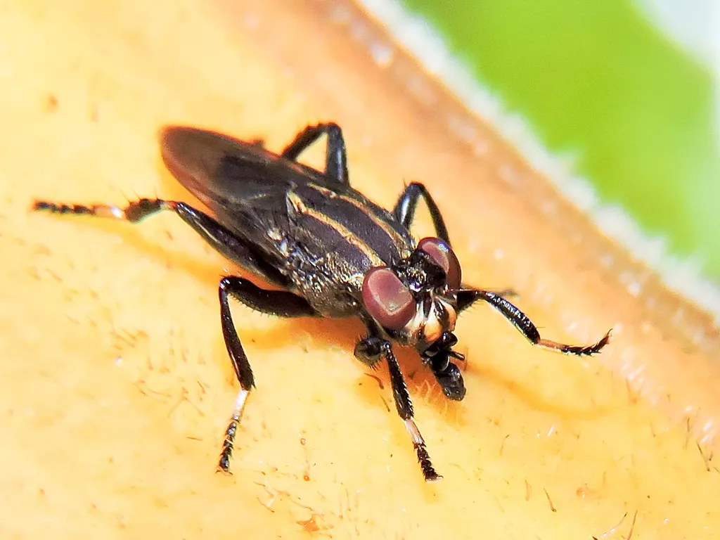 Ropalomeridae - photo 3