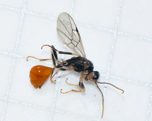 Ropronia garmani