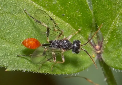 Roproniidae - photo 2