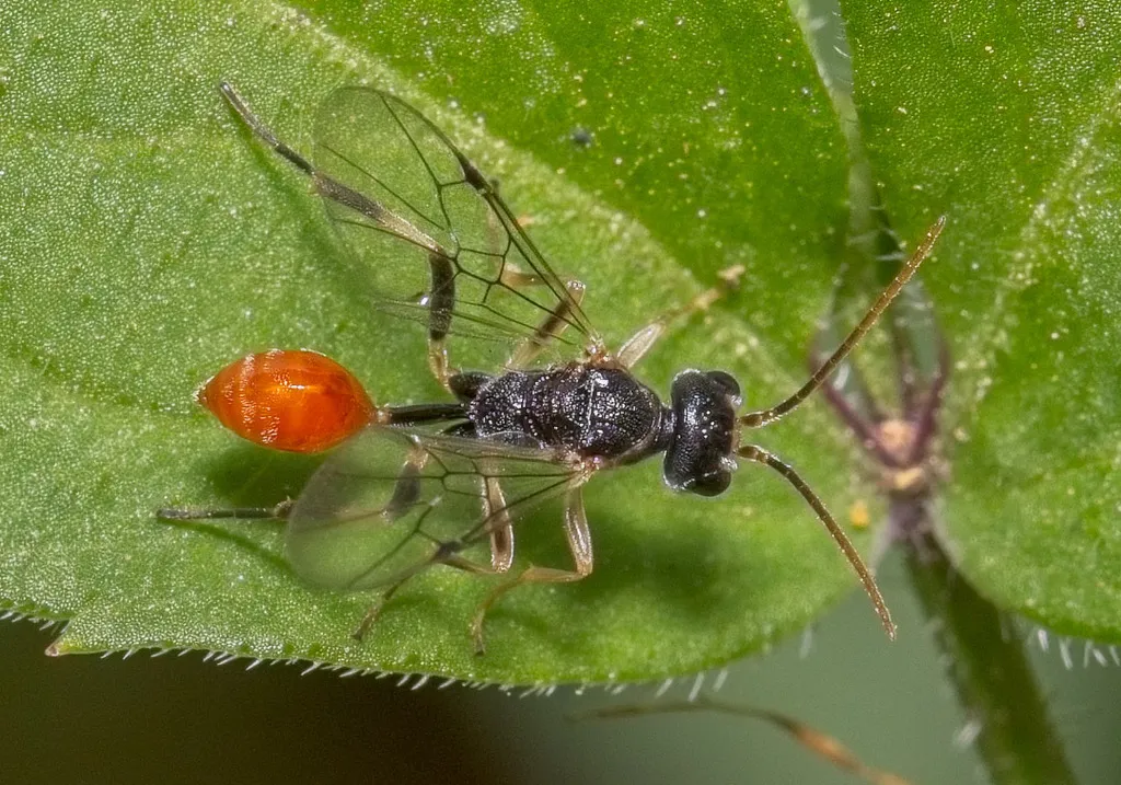 Roproniidae - photo 3