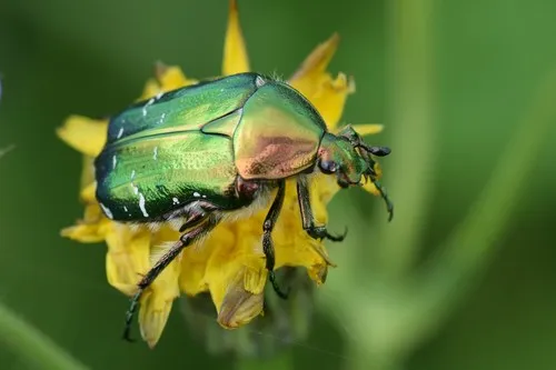 Cetonia aurata