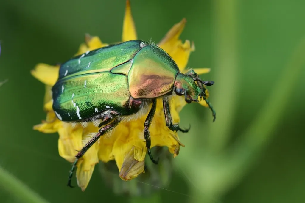 Rose Chafer - photo 2