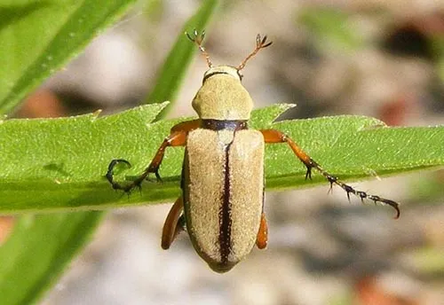 Rose Chafer - photo 4