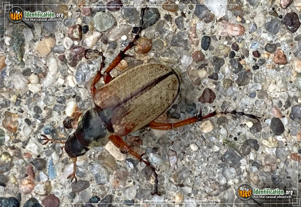 Rose Chafer - photo 5