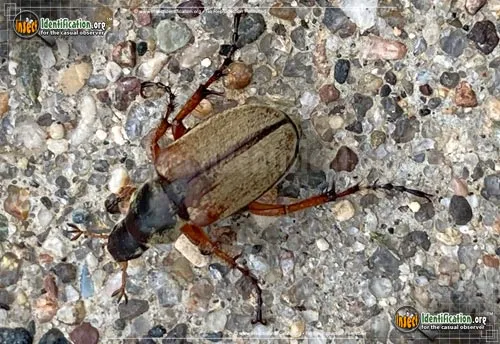 Rose Chafer - photo 6
