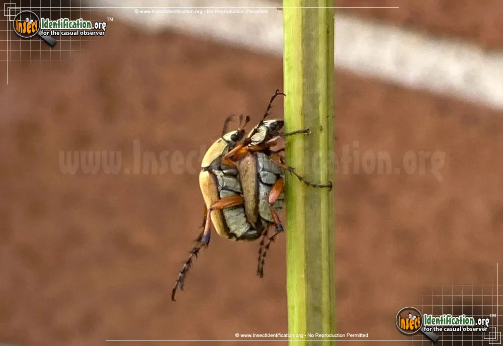 Rose Chafer - photo 7
