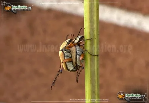 Rose Chafer - photo 8