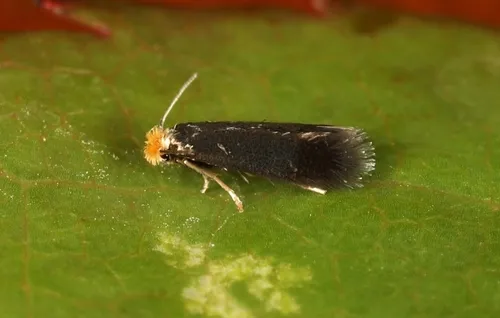 Rose Leaf Miner