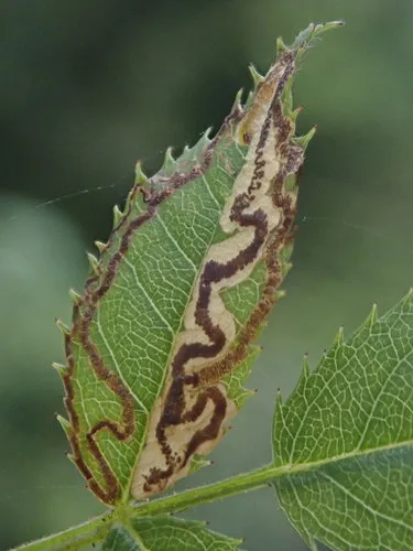 Rose Leaf Miner - photo 4