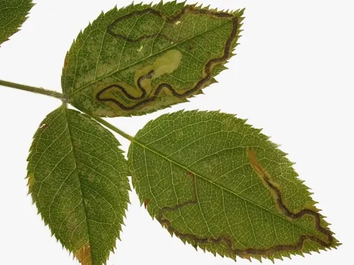 Rose Leaf Miner - photo 5
