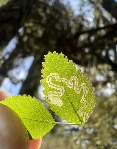Rose Leaf Miner - photo 6