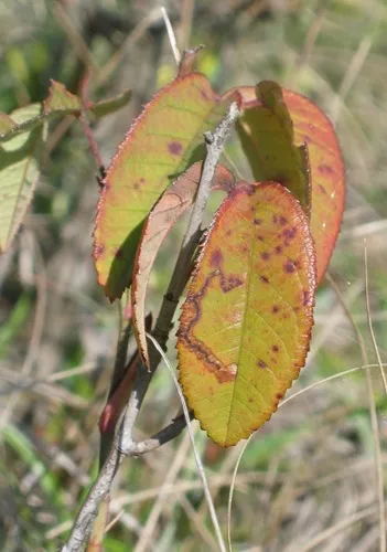 Rose Leaf Miner - photo 7