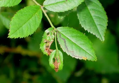Rose Leaf Miner - photo 8