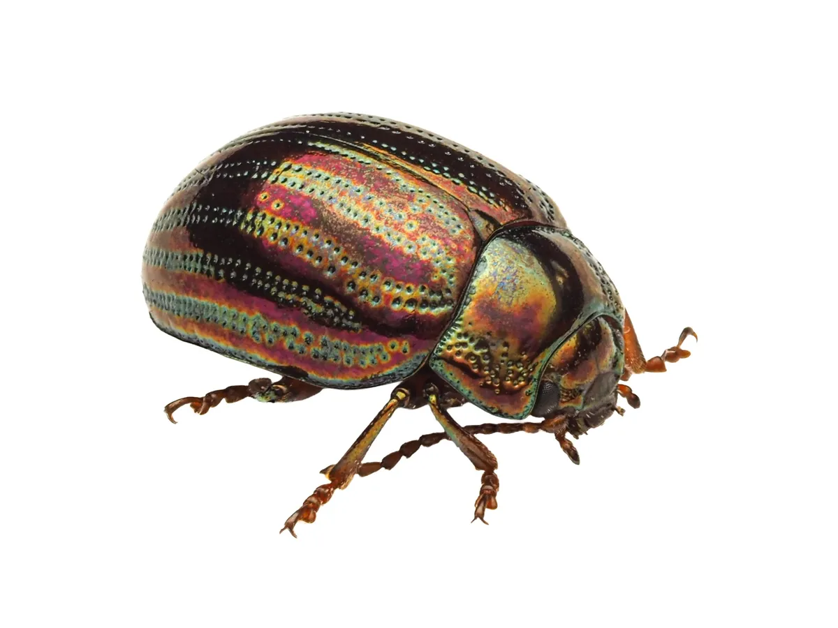 Rosemary Beetle - photo 2