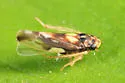 Rossmoneura carbonata