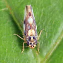 Rossmoneura carbonata - photo 4