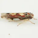 Rossmoneura tecta
