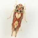 Rossmoneura tecta - photo 2