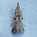 Rostrolaetilia ardiferella - Hodges#5961