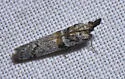 Rostrolaetilia coloradella - Hodges#5958