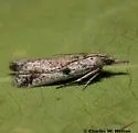 Rostrolaetilia nigromaculella - Hodges#5960