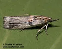 Rostrolaetilia nigromaculella - Hodges#5960 - photo 2