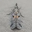 Rostrolaetilia placidella - Hodges#5954