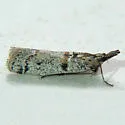 Rostrolaetilia placidissima - Hodges#5956