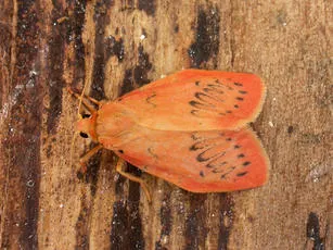 Rosy Footman - photo 2