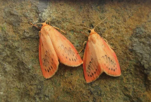 Rosy Footman - photo 3