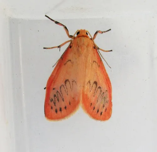 Rosy Footman - photo 4