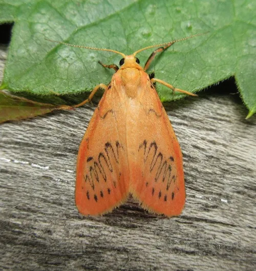 Rosy Footman - photo 5