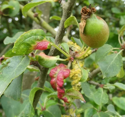 Rosy Leaf-curling Aphid agg.