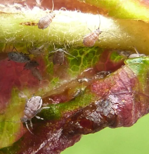 Rosy Leaf-curling Aphid agg. - photo 2