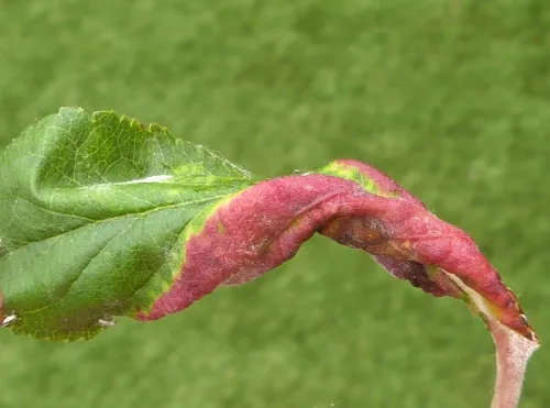 Rosy Leaf-curling Aphid agg. - photo 3