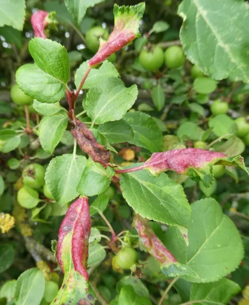 Rosy Leaf-curling Aphid agg. - photo 4