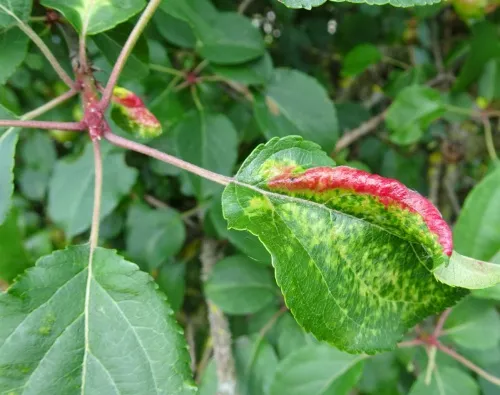 Rosy Leaf-curling Aphid agg. - photo 5