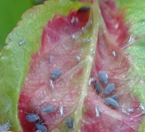 Rosy Leaf-curling Aphid agg. - photo 6