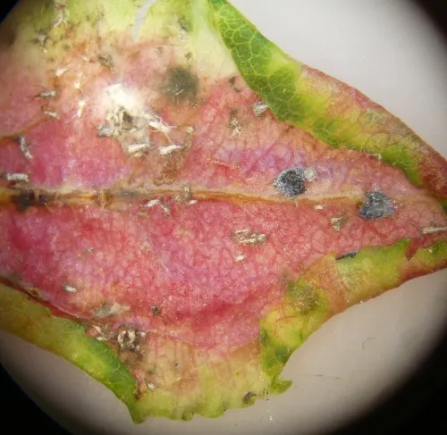 Rosy Leaf-curling Aphid agg. - photo 7