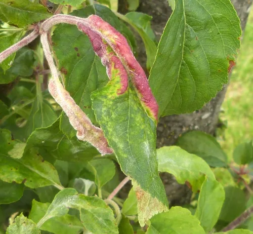 Rosy Leaf-curling Aphid agg. - photo 8