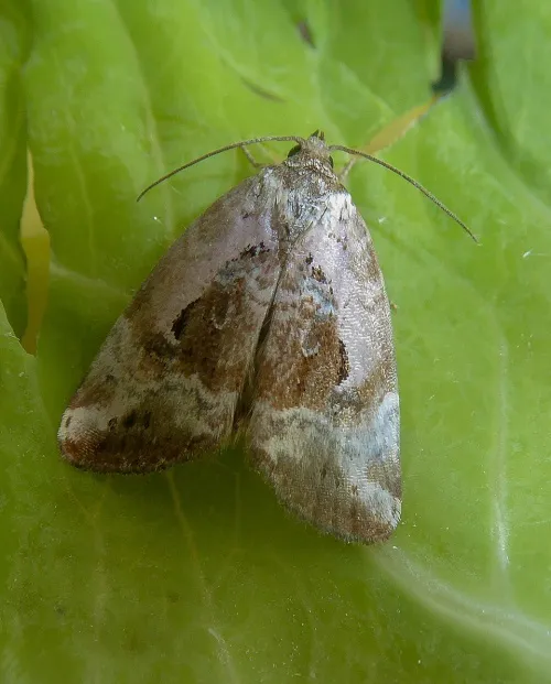 Rosy Marbled - photo 2