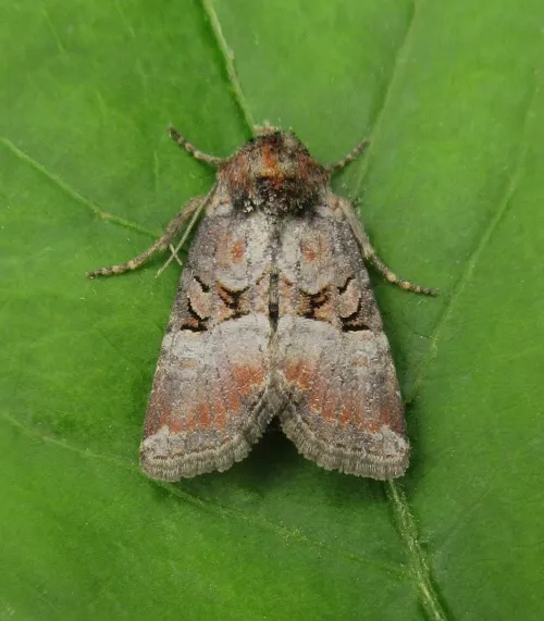 Rosy Minor - Litoligia literosa