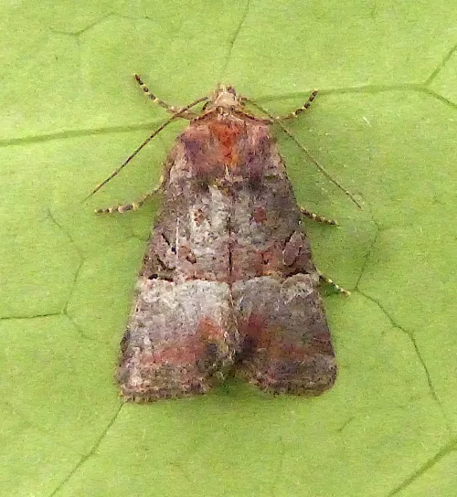 Rosy Minor - photo 2