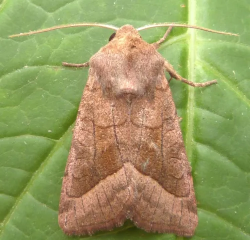 Rosy Rustic - Hydraecia micacea