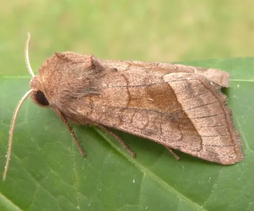 Rosy Rustic - photo 2