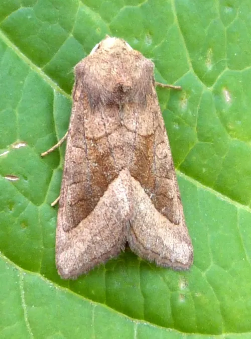 Rosy Rustic - photo 3