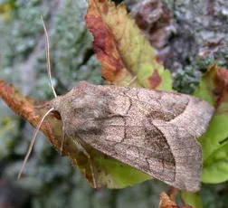 Rosy Rustic - photo 4