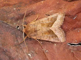 Rosy Rustic - photo 5