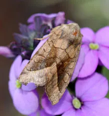 Rosy Rustic - photo 6